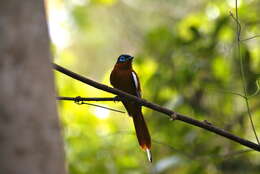 Image de Gobemouche paradis malgache