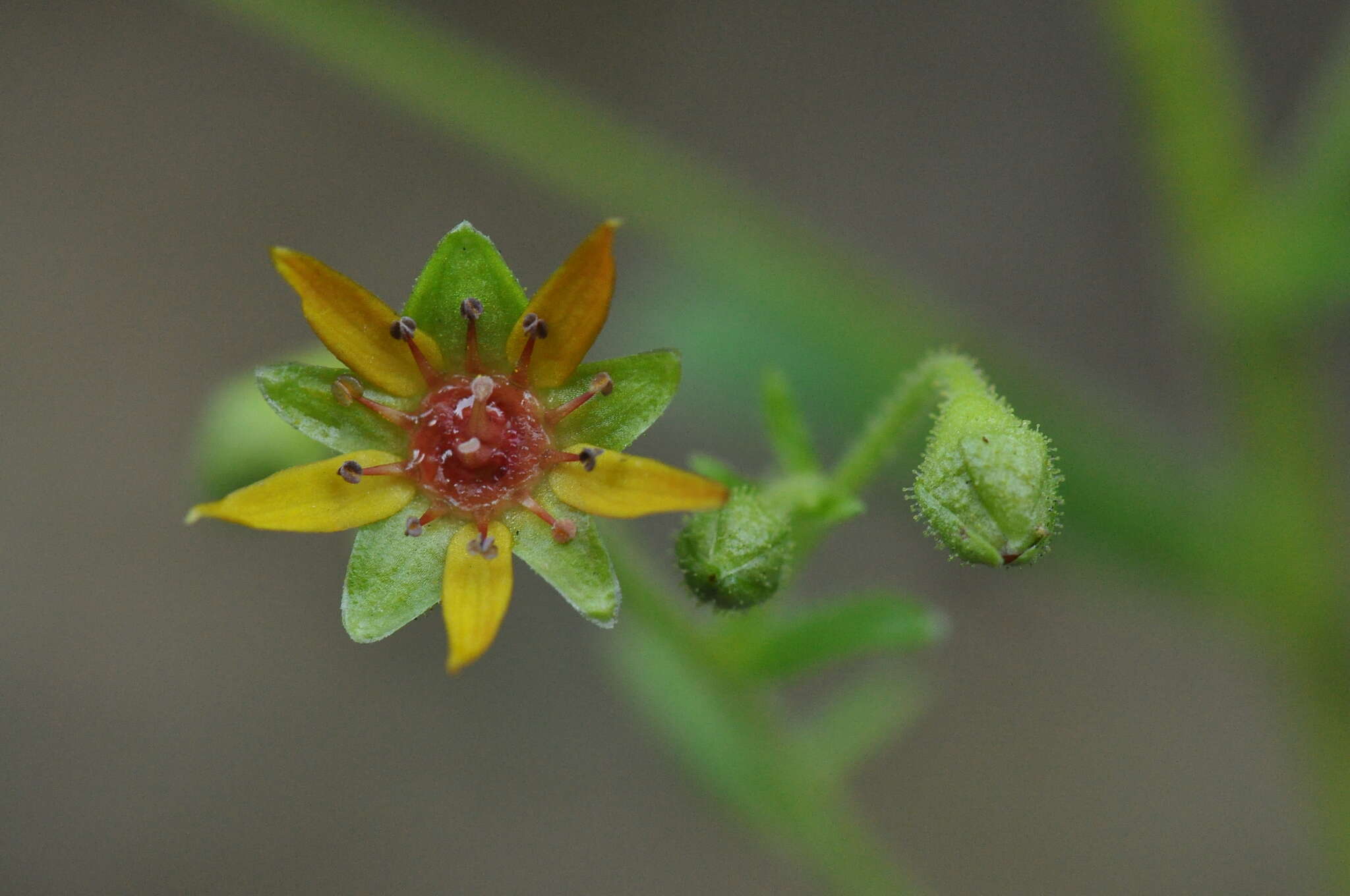 Слика од Saxifraga mutata L.