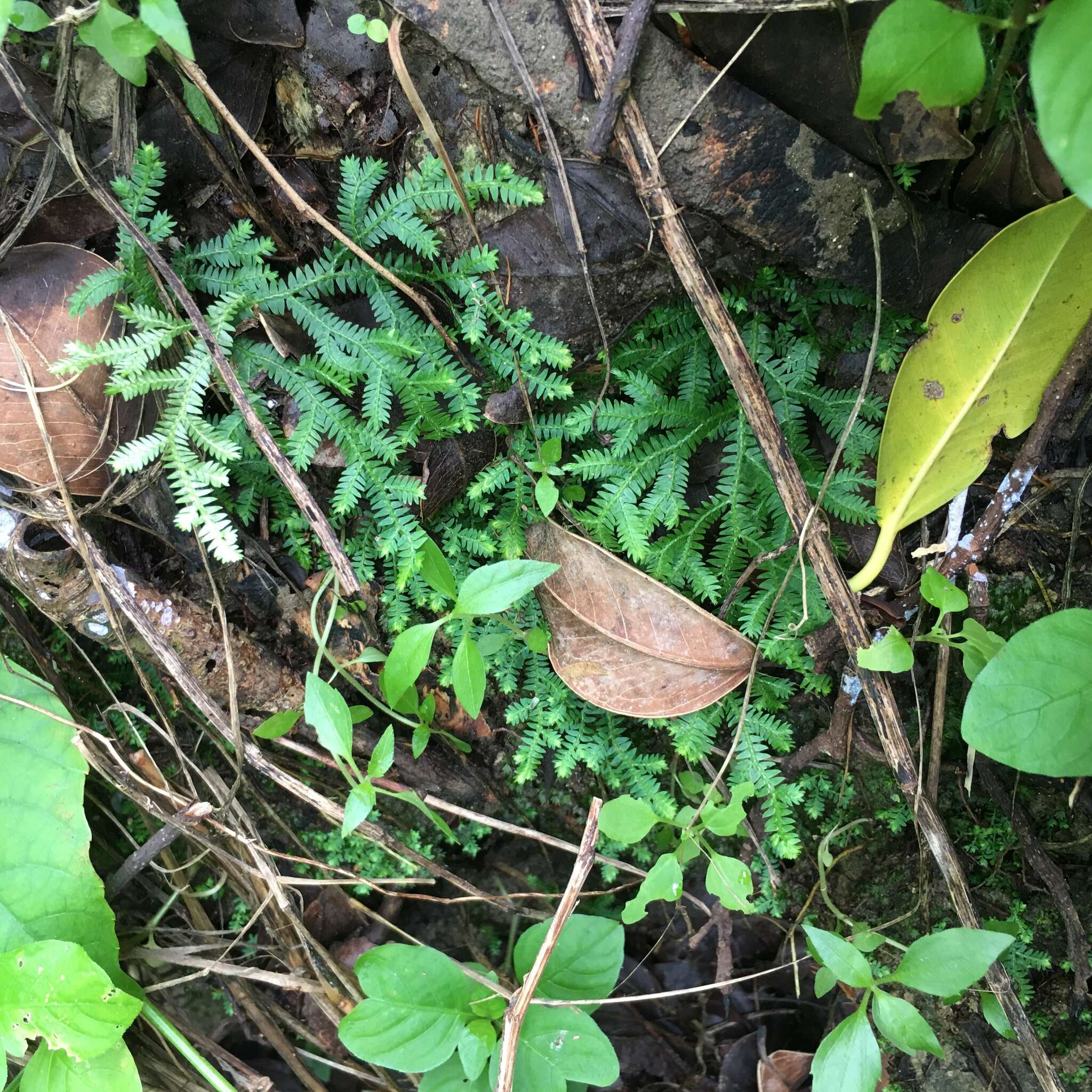 Image of Selaginella repanda (Desv. & Poir.) Spring