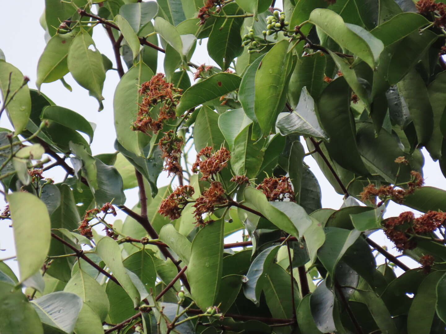 Слика од Syzygium grande (Wight) N. P. Balakrishnan