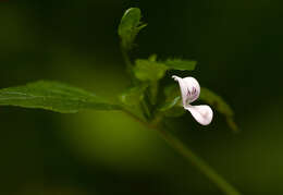 صورة Hypoestes triflora (Forssk.) Roem. & Schult.