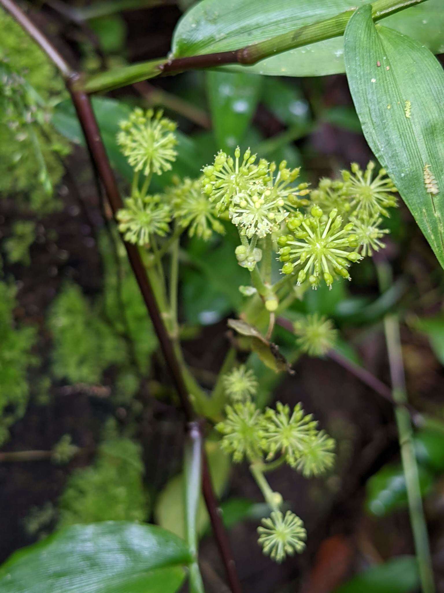 Image de Hydrocotyle mexicana Cham. & Schltdl.