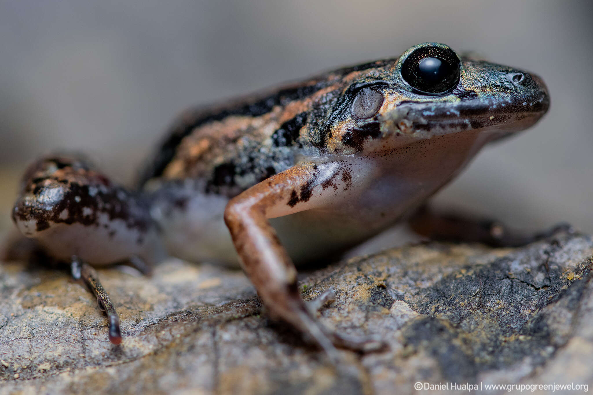 Image of Lowland Tropical Bullfrog