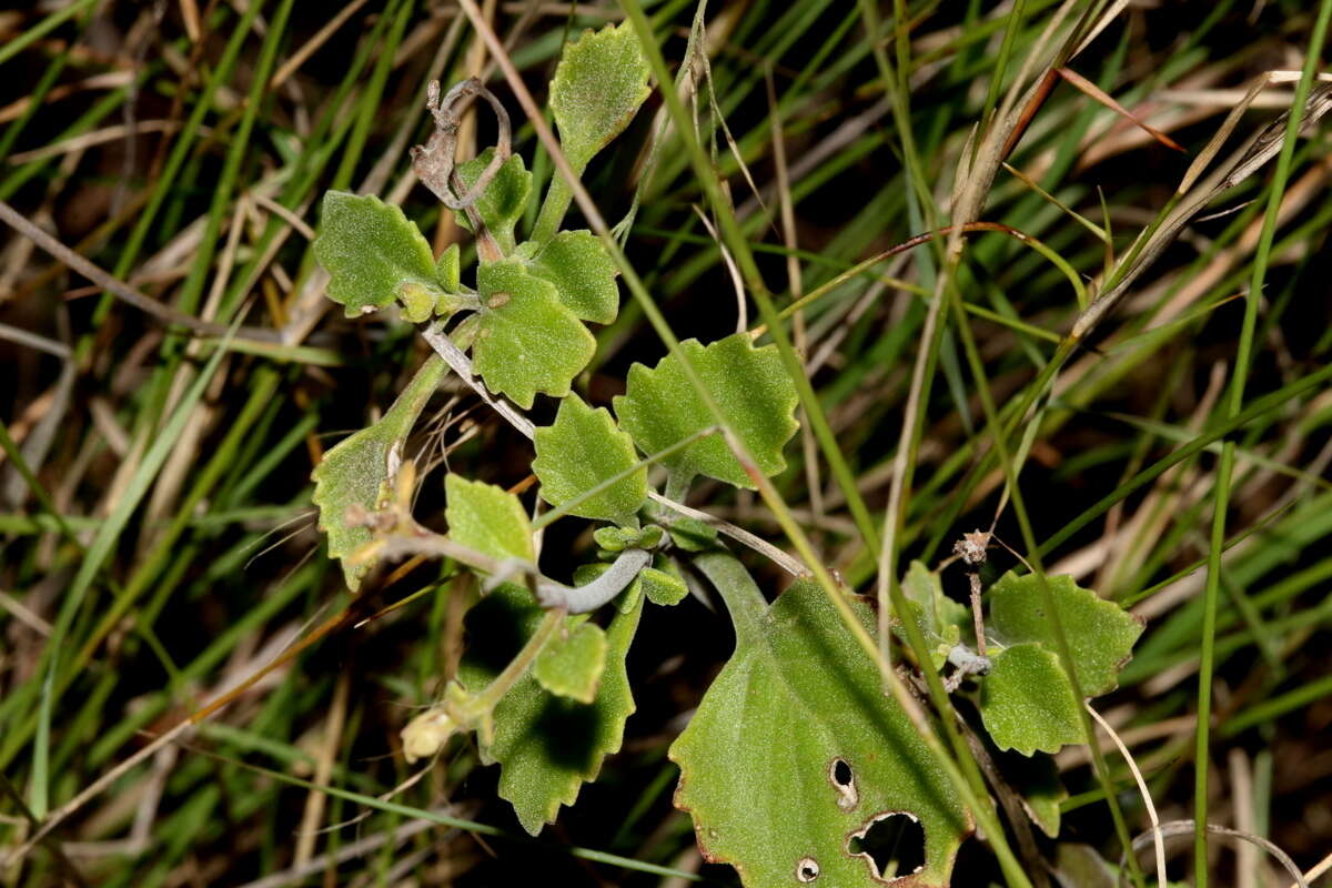 Aeollanthus buchnerianus Briq. resmi