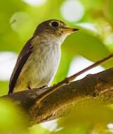 Image of Asian Brown Flycatcher