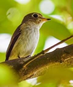 Image of Asian Brown Flycatcher