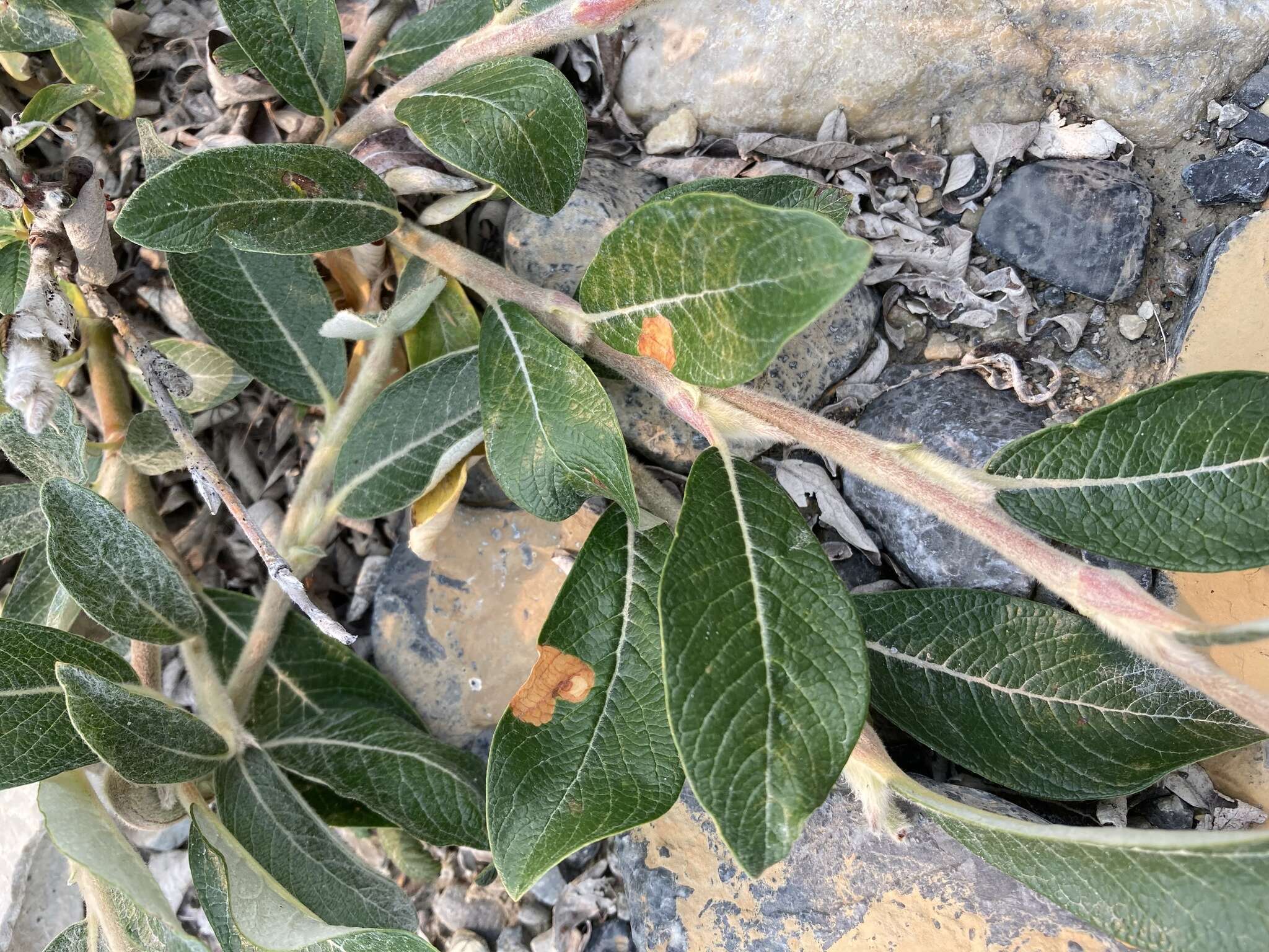 Image of Salix alaxensis var. alaxensis