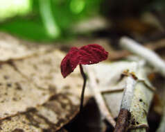 Image of Marasmius haematocephalus (Mont.) Fr. 1838