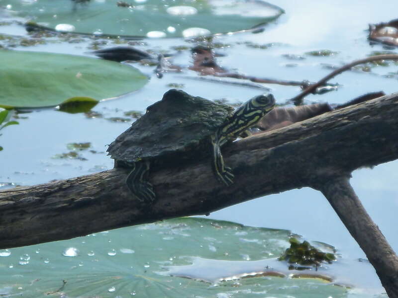 Image of Barbour's Map Turtle