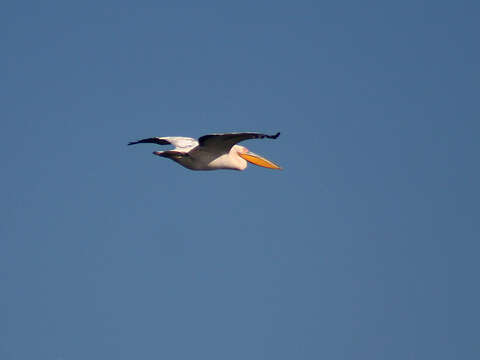 Image of Great White Pelican