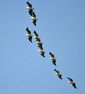 Image of Great White Pelican