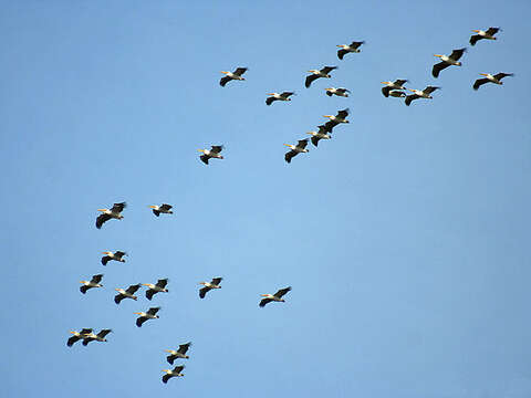 Image of Great White Pelican