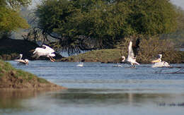 Image of Great White Pelican