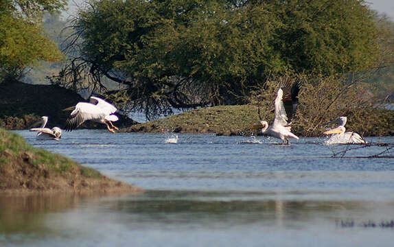 Image of Great White Pelican