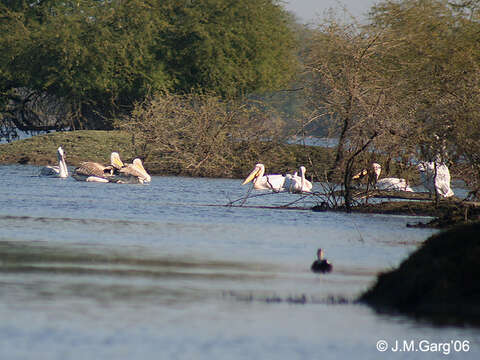 Image of Great White Pelican