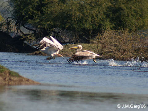 Image of Great White Pelican