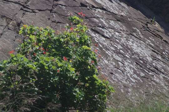 Слика од Pelargonium inquinans (L.) L'Her.