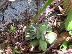 Image of lavender scallops