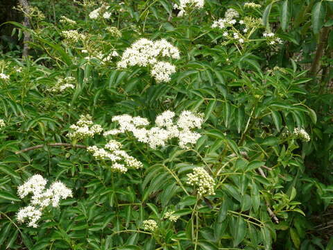 Image of Sambucus australis Cham. & Schltdl.