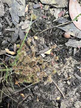 Image of bottlebrush bulrush