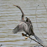 Image of Oriental Darter