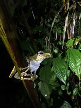 Image of File-Eared Tree Frog