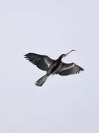 Image of Oriental Darter