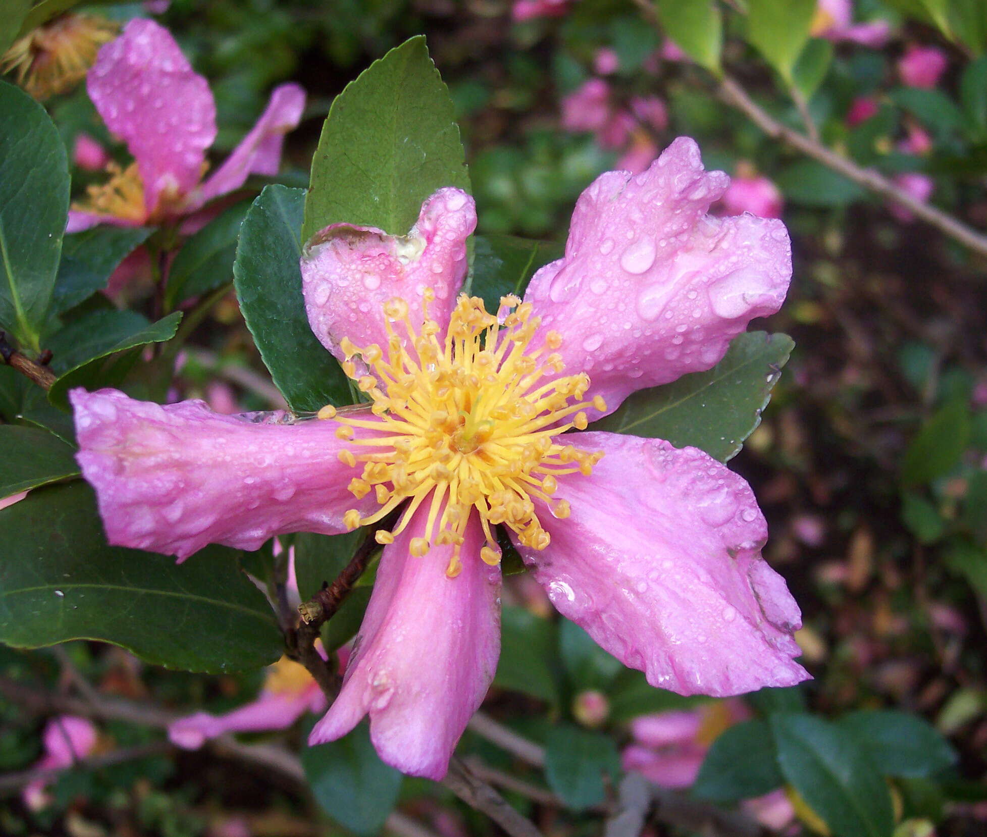 Image of Camellia sasanqua