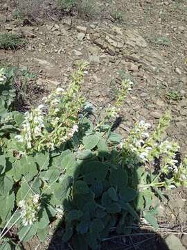 Image of Salvia verbascifolia M. Bieb.