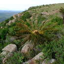 Слика од Encephalartos friderici-guilielmi Lehm.