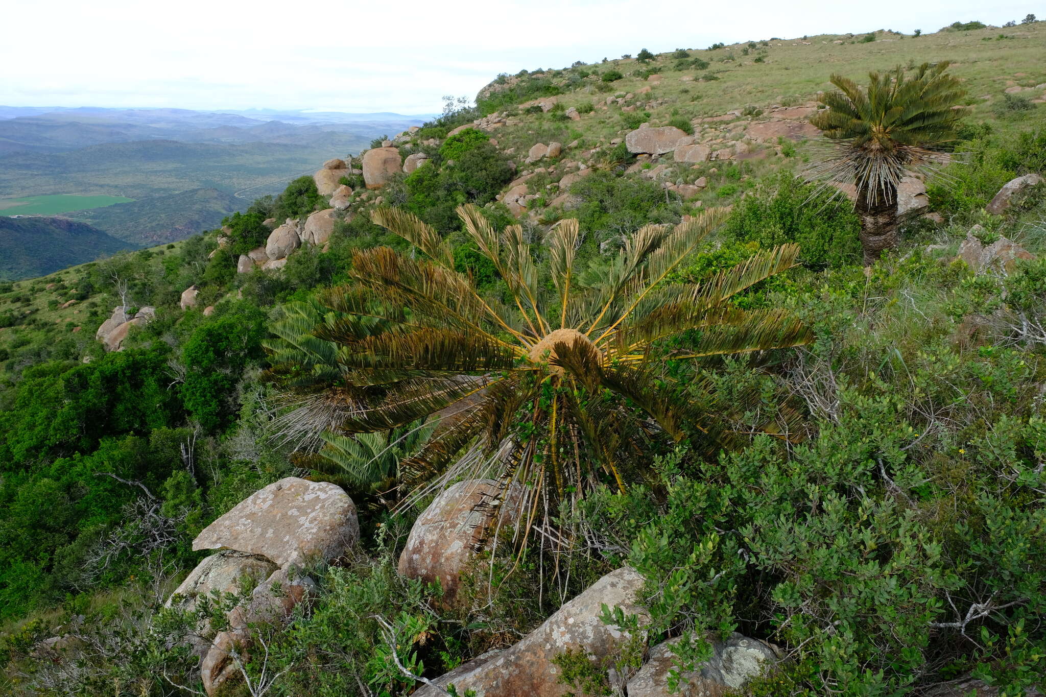 Image of Old Man of the Mountains