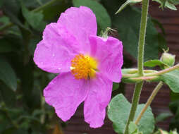 Image of Cistus creticus L.