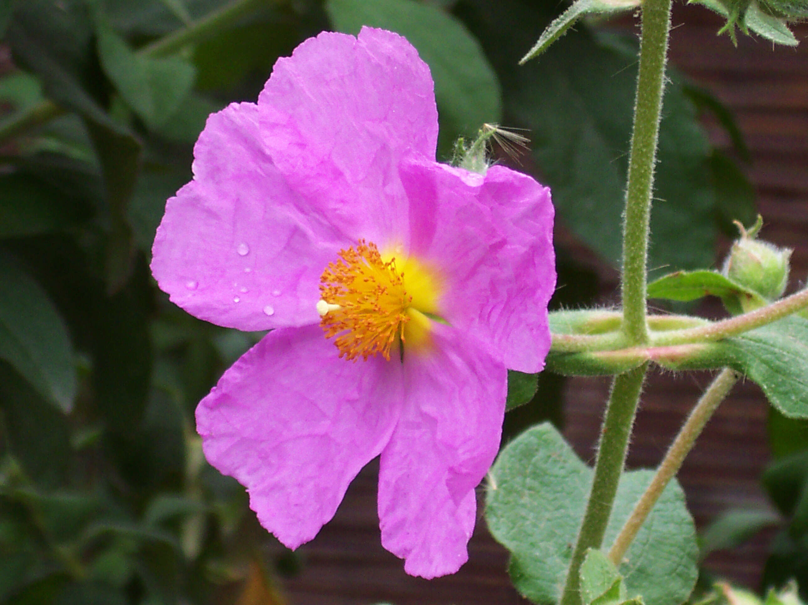 Image of Cistus creticus L.