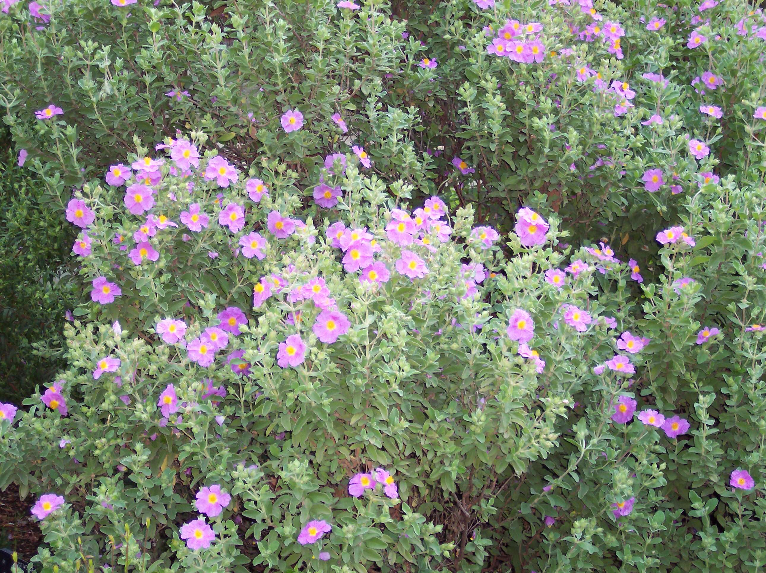 Image of Cistus creticus L.