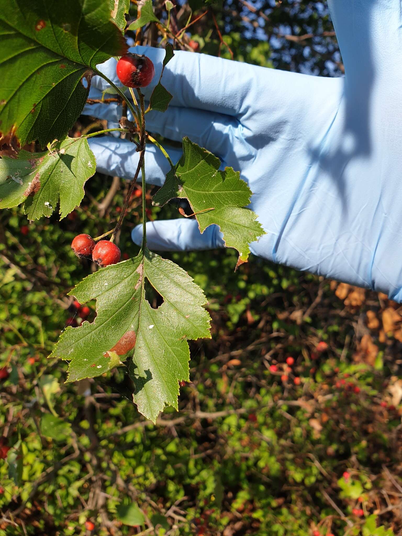 Imagem de Crataegus irrasa Sarg.