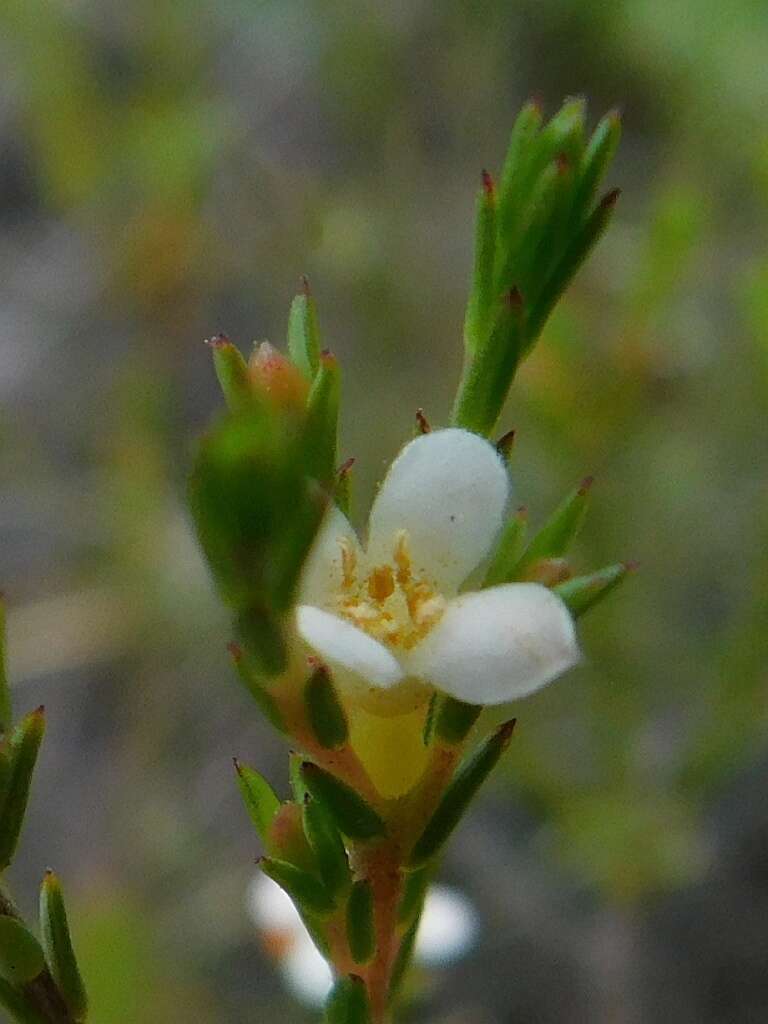 Image of Lachnaea filicaulis (Meissn.) J. B. P Beyers