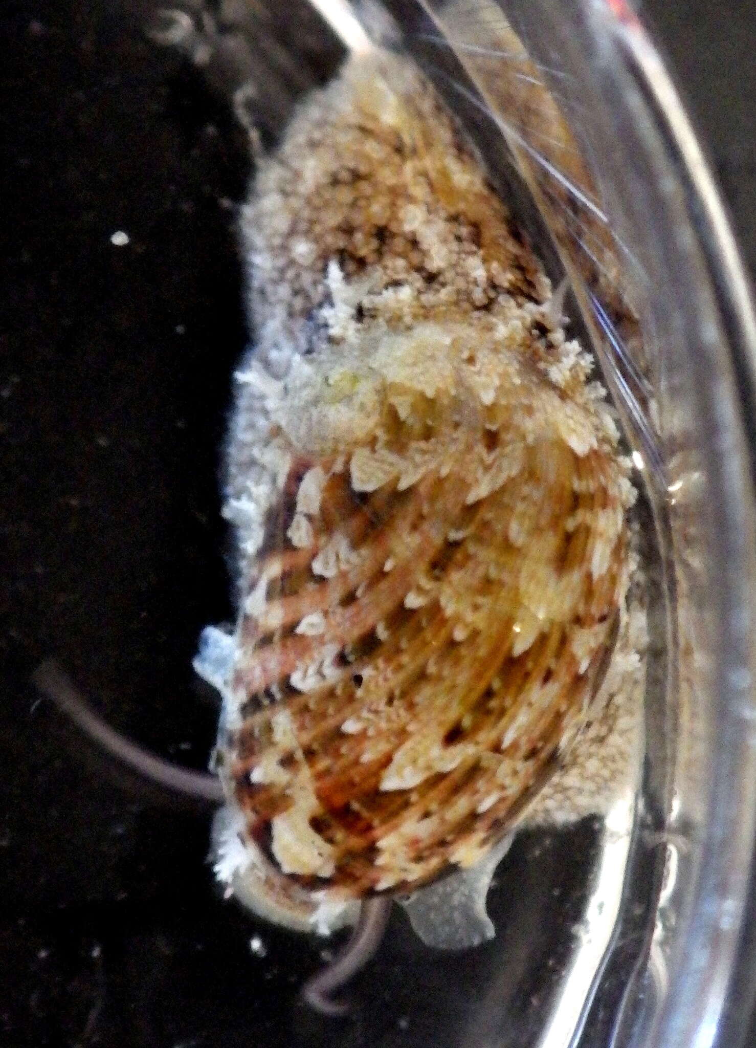 Image of Stomatella impertusa (Burrow 1815)