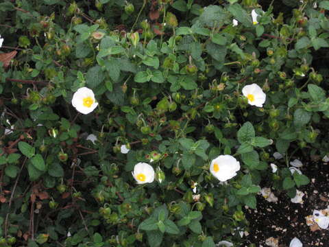 Image of salvia cistus