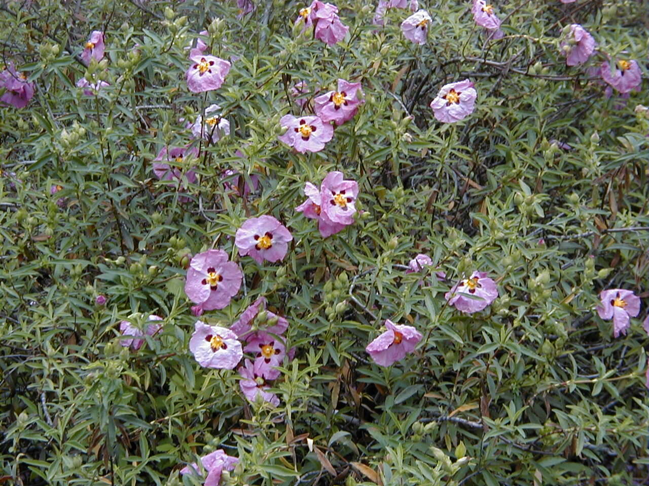 Image of Cistus × purpureus