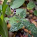 Image of Scutellaria purpurascens Sw.