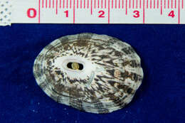 Image of volcano keyhole limpet