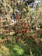 Image of Allocasuarina paradoxa (Macklin) L. A. S. Johnson