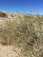 Sivun Encelia frutescens (A. Gray) A. Gray kuva