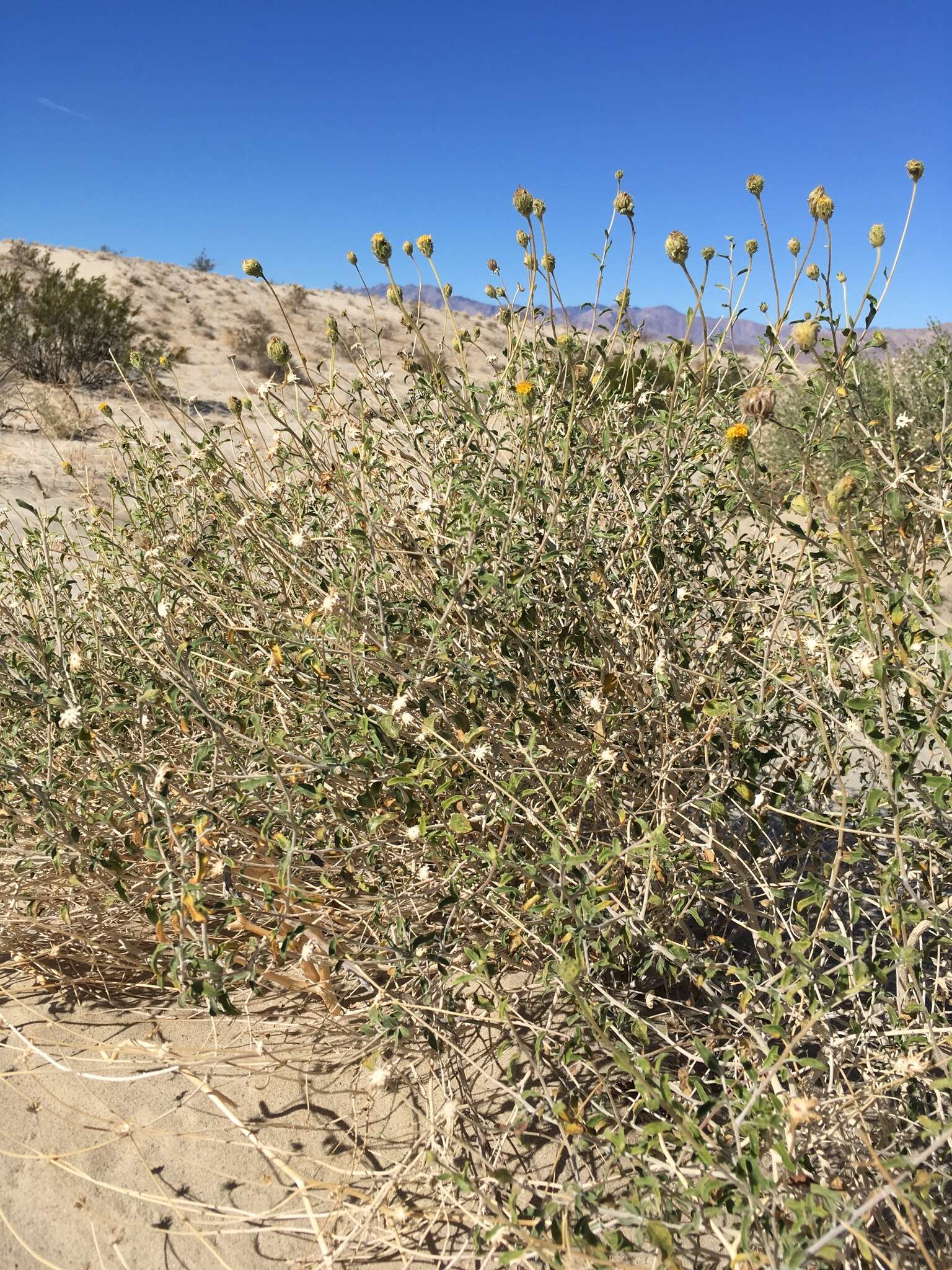 Sivun Encelia frutescens (A. Gray) A. Gray kuva