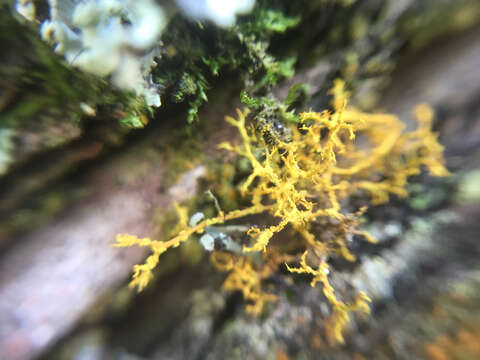 Image of teloschistes lichen