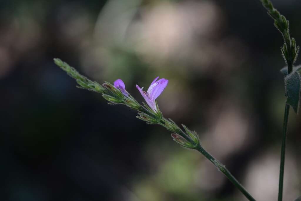 Image of Justicia breviflora (Nees) Rusby