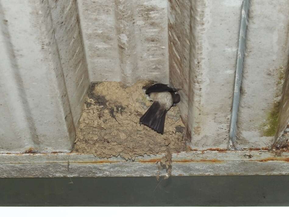 Image of Asian House Martin