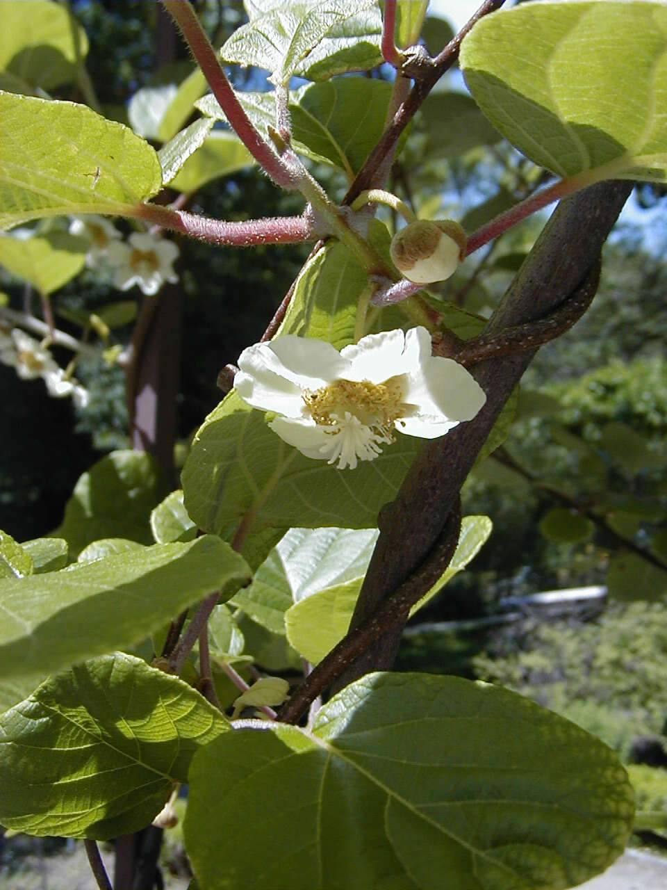 Image de Actinidia chinensis var. hispida C. F. Liang