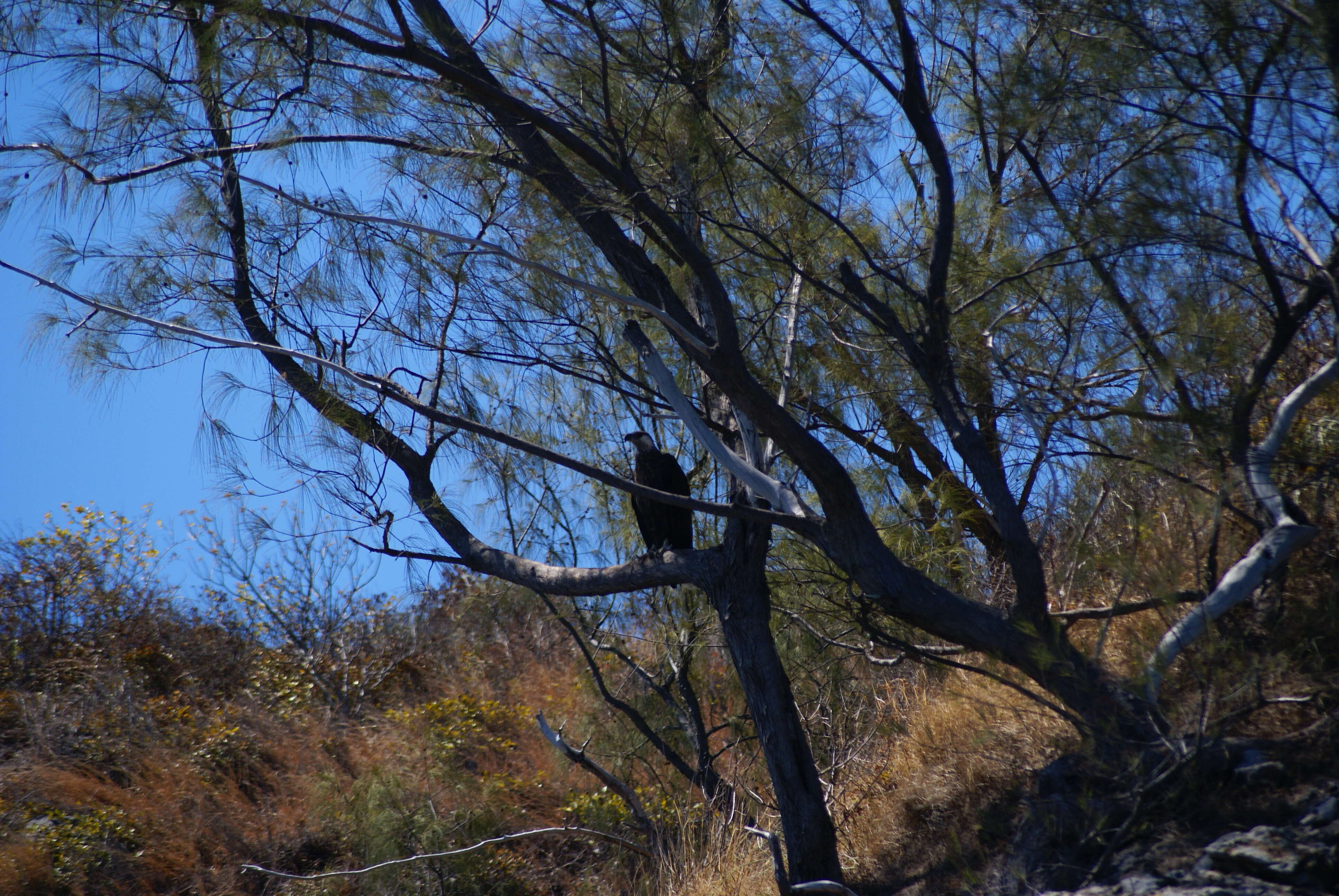 Image of Madagascan Fish Eagle