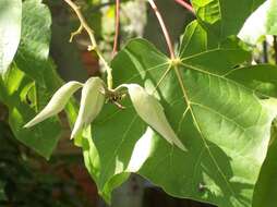 Image of Chinese parasoltree